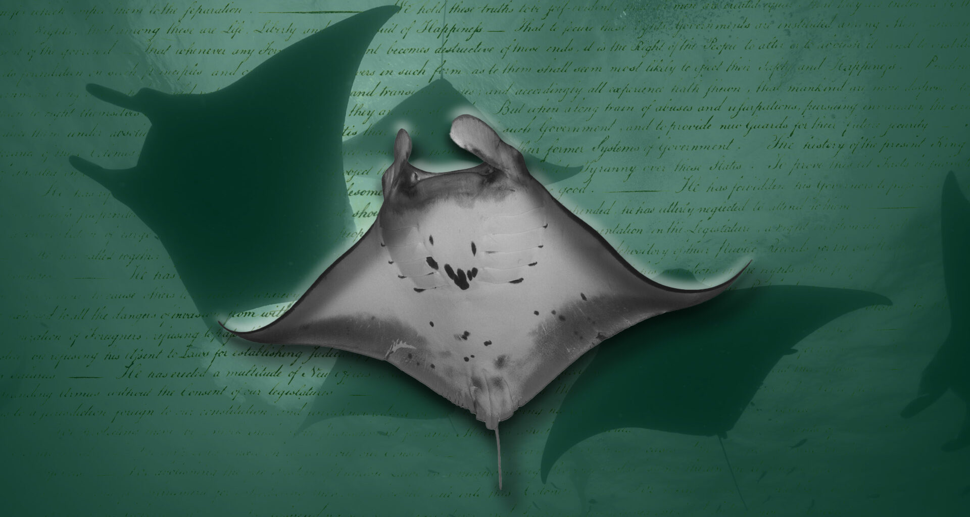 USF faculty, students weigh in on Manta Protection Act