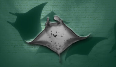 USF faculty, students weigh in on Manta Protection Act