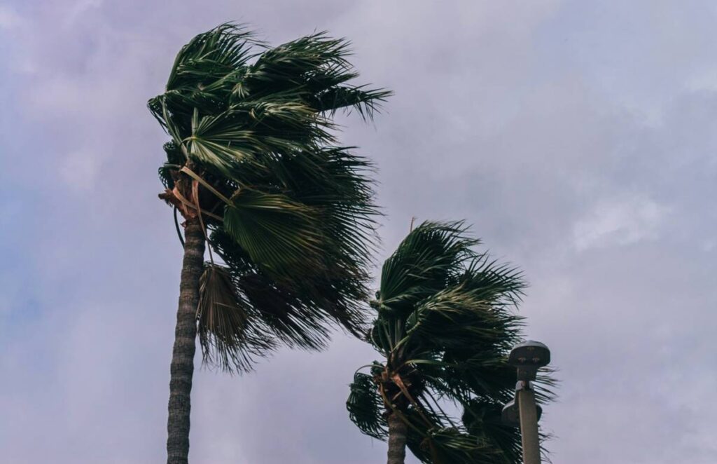 palm trees blowing in the wind with a stormy background