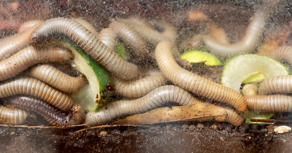 several large millipedes in a clear tank
