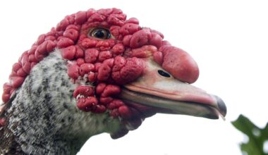 File photo of a Muscovy duck (AP/J Pat Carter)