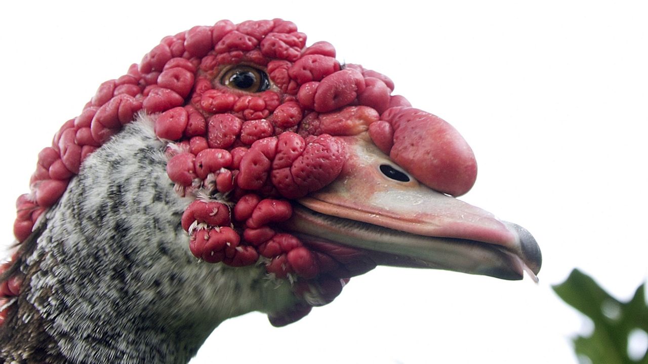 File photo of a Muscovy duck (AP/J Pat Carter)