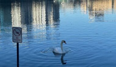A swan swims in Lake Eola in downtown Orlando. (Spectrum News)