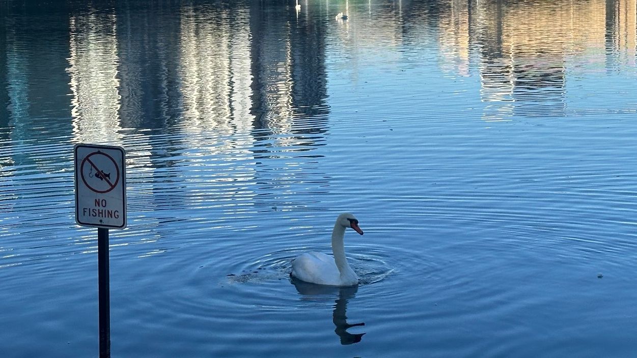 A swan swims in Lake Eola in downtown Orlando. (Spectrum News)