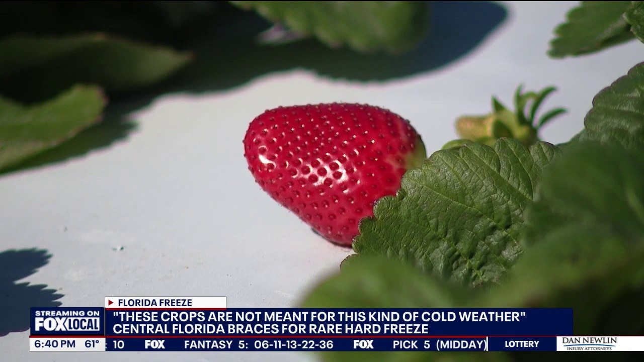How Florida hard freeze could impact farmers' crops