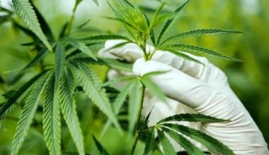 Florida pushes back against lawsuit over recreational pot amendment petition signatures – Sun Sentinel