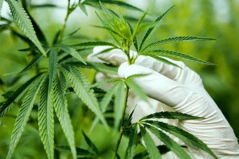 Florida pushes back against lawsuit over recreational pot amendment petition signatures – Sun Sentinel