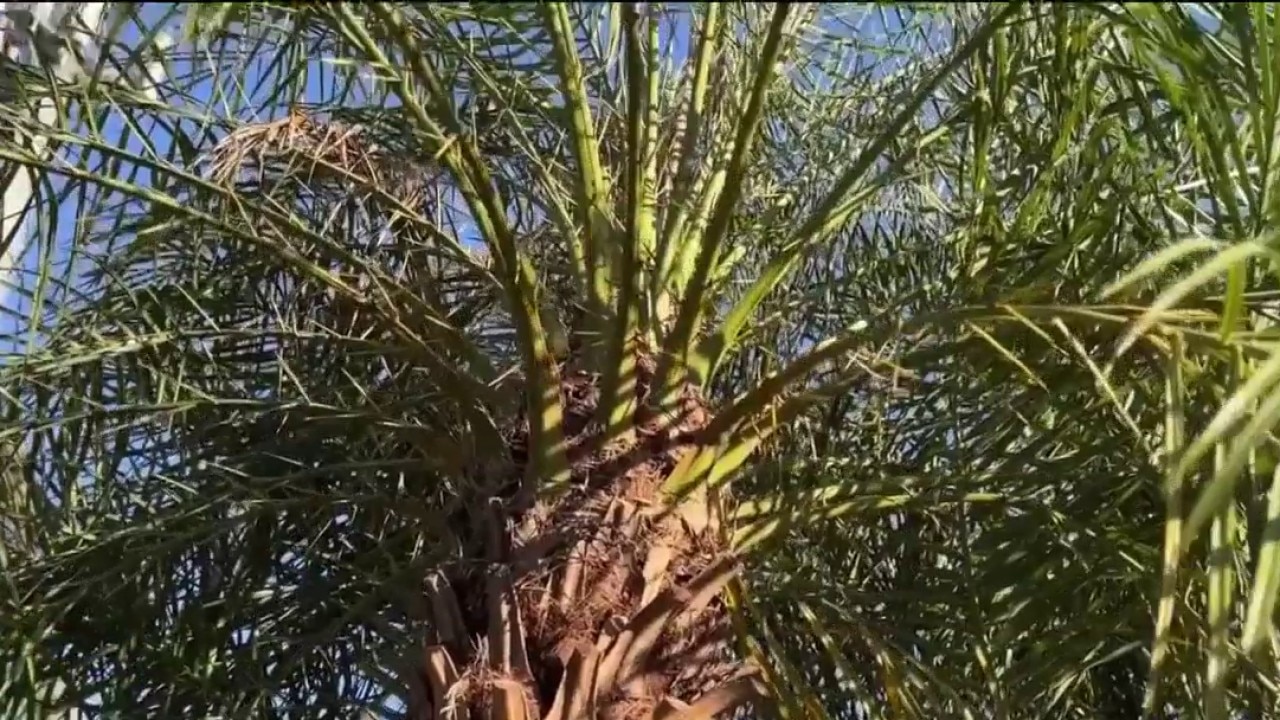 Cold weather impacts on plants