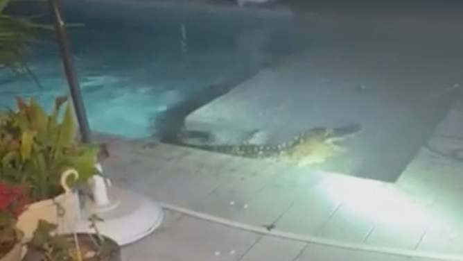 Florida state trapper pulls the alligator out of the pool.