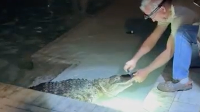 The trapper taped the alligator's mouth shut so it wasn't as much of a threat.
