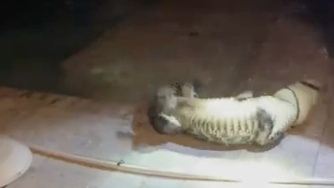 The alligator began rolling to try and get out of the snare from the trapper.