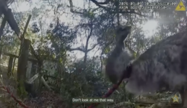 Florida deputy captures runaway emu, returns the bird home