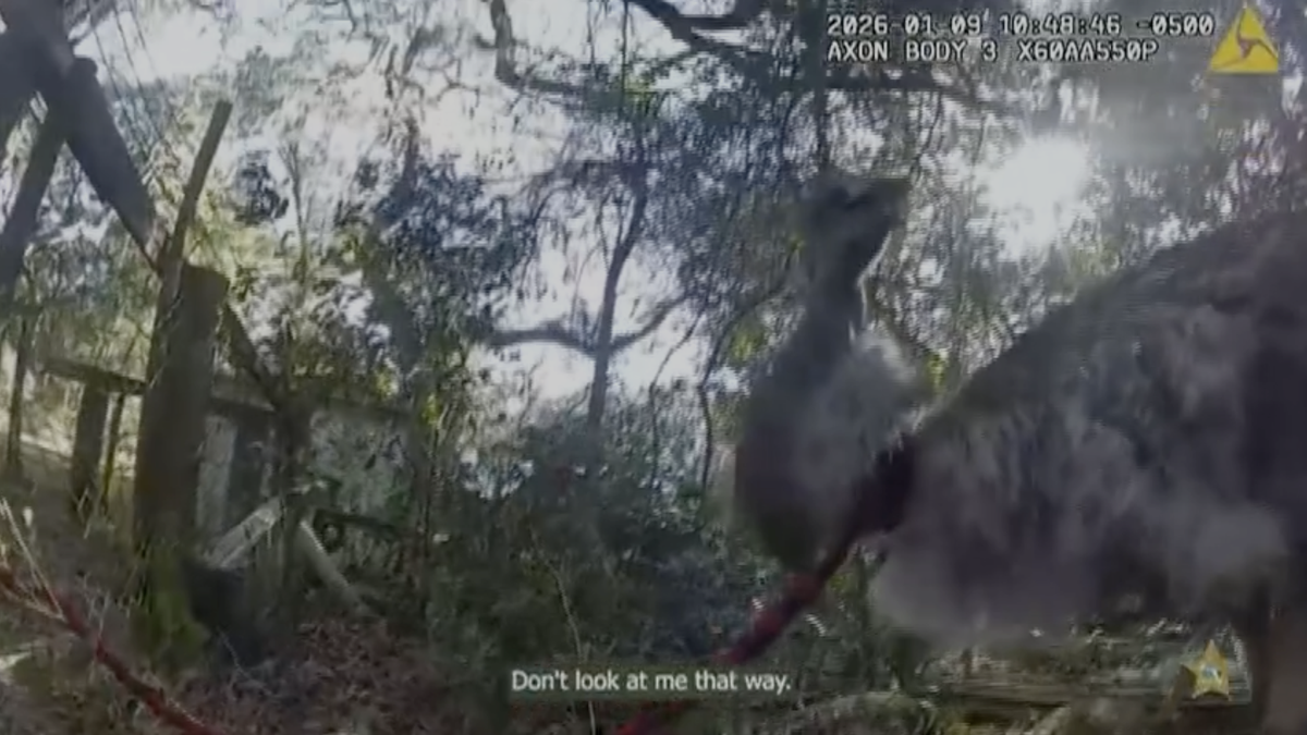 Florida deputy captures runaway emu, returns the bird home