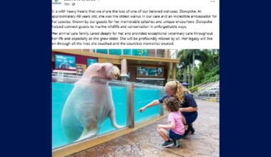 Slowpoke, oldest walrus at SeaWorld Orlando, dies
