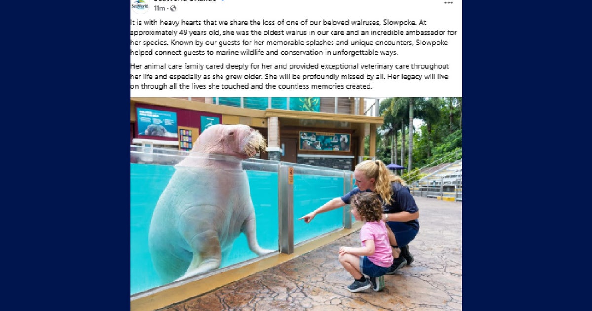 Slowpoke, oldest walrus at SeaWorld Orlando, dies