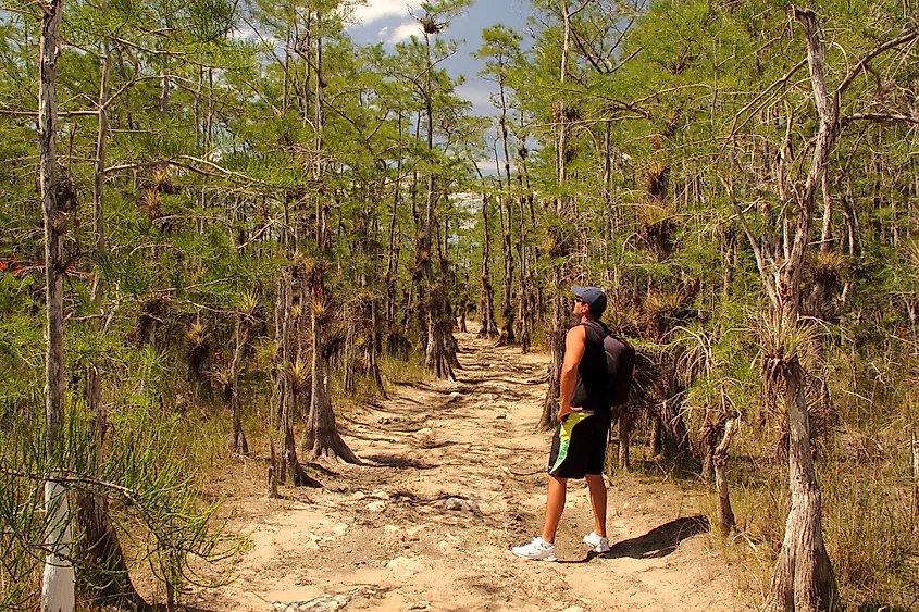 The Big Cypress National Preserve in the Florida Everglades.