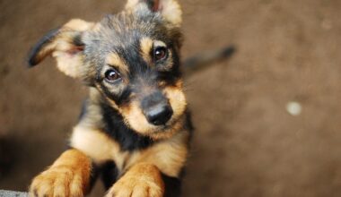 2 Arrested For Dumping Sick Dogs At FL Park: Police
