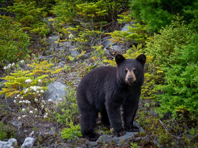 Bear hunt, land swaps, electric rates: Florida’s environmental year in review