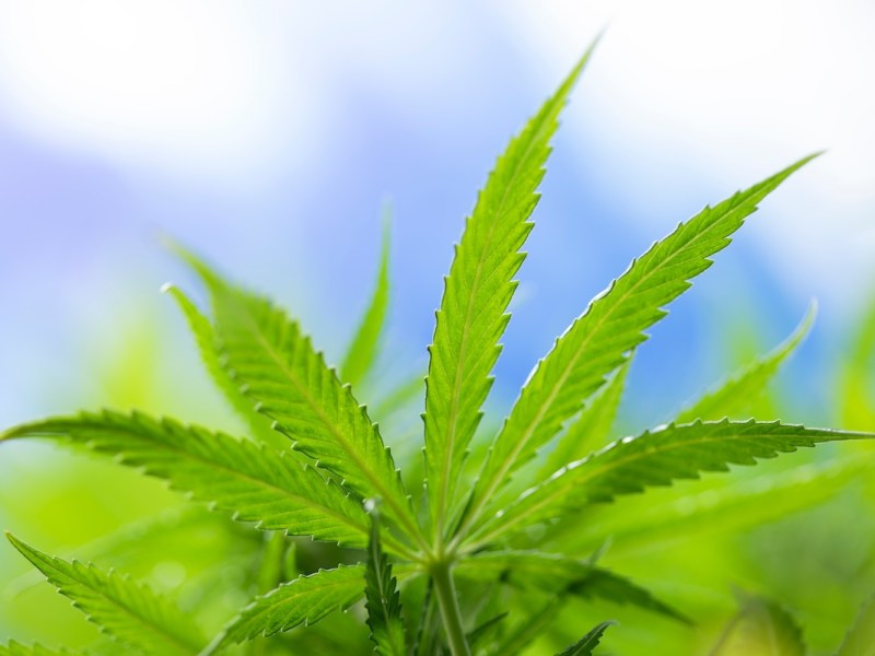 Florida bill would make medical marijuana certifications good for two years