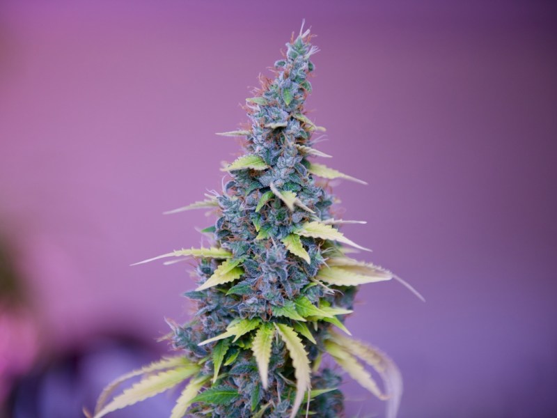 Smoking pot in public banned under bill moving in Florida Senate