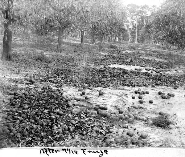 This is a photo after the Great Freeze of 1894-95 with fruit on the ground. The citrus industry suffered a devastating blow during a six-week period between Dec. 29, 1894, and the following Feb. 7. An 18-degree freeze on the first night killed the season's crop while it was still on the trees. But the worst possible thing happened next: January brought warm, wet weather, which encouraged trees to produce sap and new growth. This made them extremely vulnerable to the second freeze. People said they heard the trees pop like pistol shots as freezing sap split the bark. (Sentinel file via Orange County Regional History Center)
