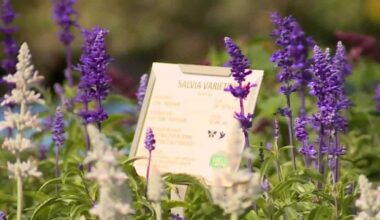 South Florida residents prepare plants for coldest temperatures since 2010