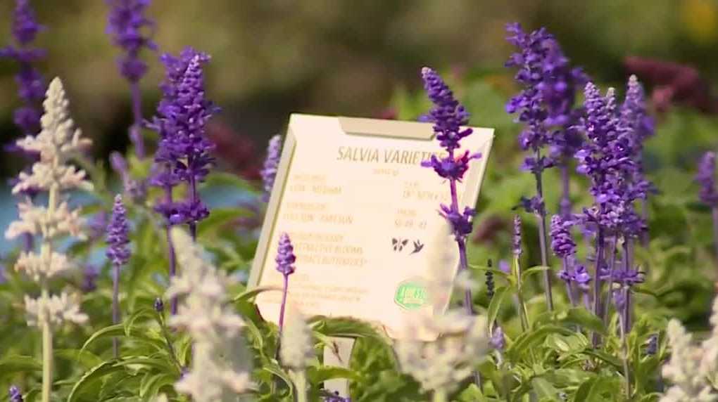 South Florida residents prepare plants for coldest temperatures since 2010