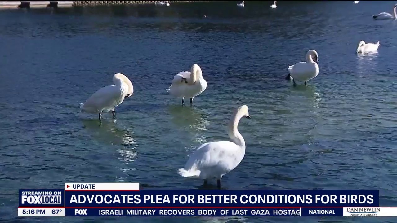 Advocates raise concerns over lake conditions after bird deaths