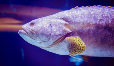 Essay Highlights Overlooked Welfare Risks for Fish and Aquatic Animals