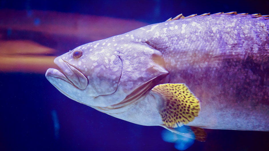 Essay Highlights Overlooked Welfare Risks for Fish and Aquatic Animals