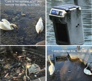 save the Lake Eola swans