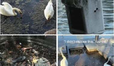 Orlando Residents Fight for Improved Care, Conditions for Lake Eola Swans, Water Birds