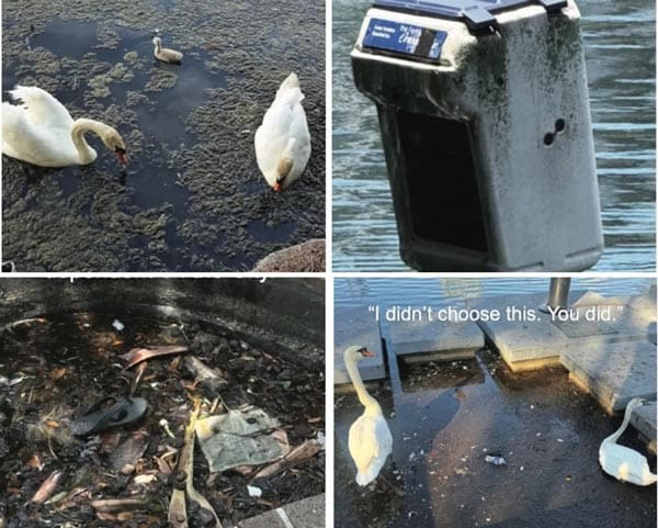 Orlando Residents Fight for Improved Care, Conditions for Lake Eola Swans, Water Birds