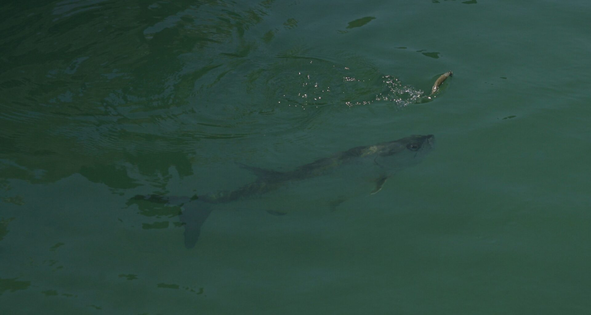 2nd Florida man arrested for breaking into Keys aquarium, killing tarpon in private lagoon