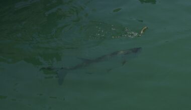 2nd Florida man arrested for breaking into Keys aquarium, killing tarpon in private lagoon