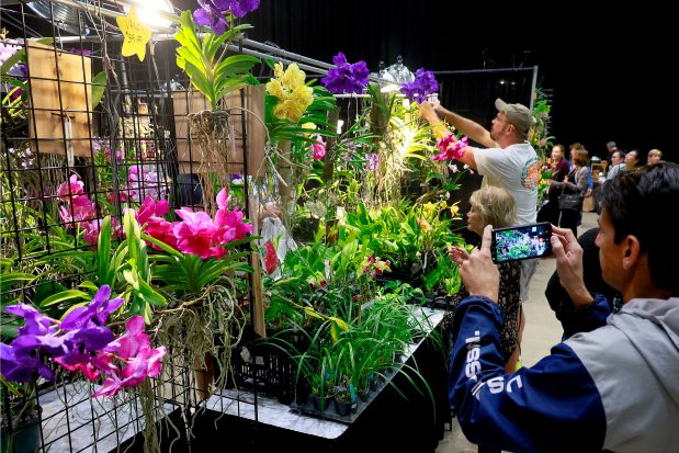 Plants are on display, and for sale during the Orchid Renaissance at the Charles F. Dodge City Center, in Pembroke Pines on Saturday January 11, 2025. It is the 65th annual orchid show for Fort Lauderdale Orchid Society, and will continue Sunday 1/12/25 10:00 AM to 4:00 PM. (Mike Stocker/South Florida Sun Sentinel)