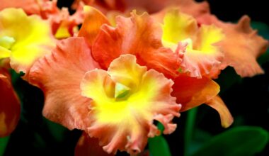 Fort Lauderdale Orchid Society's Show and Sale returns this weekend