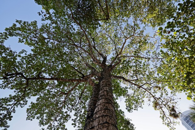A closeup of a black olive tree on Fort Lauderdale's Las Olas Boulevard on May 20, 2024. (South Florida Sun Sentinel file)