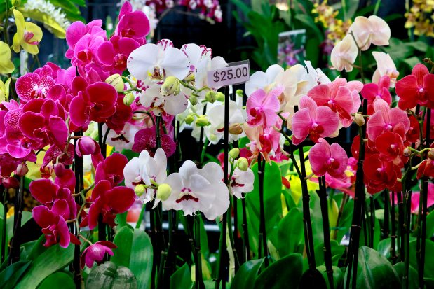 The Fort Lauderdale Orchid Society is bringing in orchids by the thousands from major growing centers from around the country and the world for its 65th annual show and sale. (Mike Stocker/South Florida Sun Sentinel)