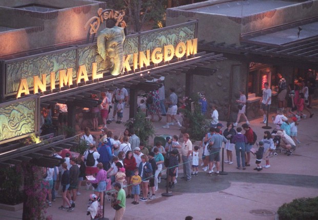 Visitors to Disney's Animal Kingdom line up before sunrise to buy tickets for the grand opening day on April 22, 1998. On-site ticket sales were stopped when the theme park's parking lot filled to capacity and was closed by 7:09 a.m. (Orlando Sentinel file)