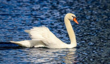 Orlando confirms avian flu to blame for Lake Eola swan deaths as toll hits 19 – Orlando Sentinel