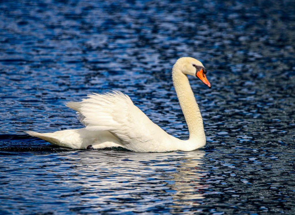 Orlando confirms avian flu to blame for Lake Eola swan deaths as toll hits 19 – Orlando Sentinel