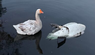 Orlando must take better care of Eola swans