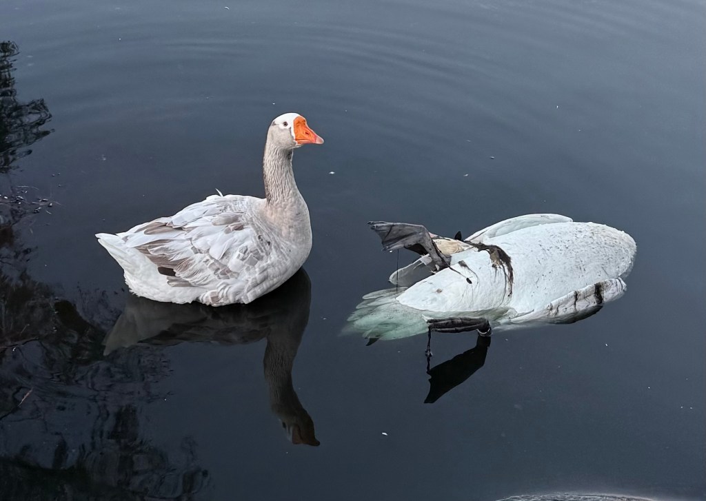 Orlando must take better care of Eola swans