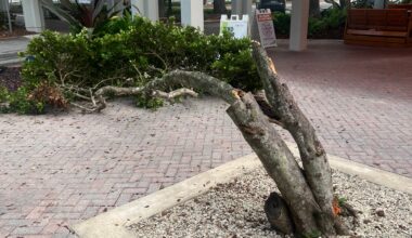 Tree collapses in front of Mahoney Residential College
