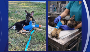 Couple says scammers used AI photo of their missing dog to steal money