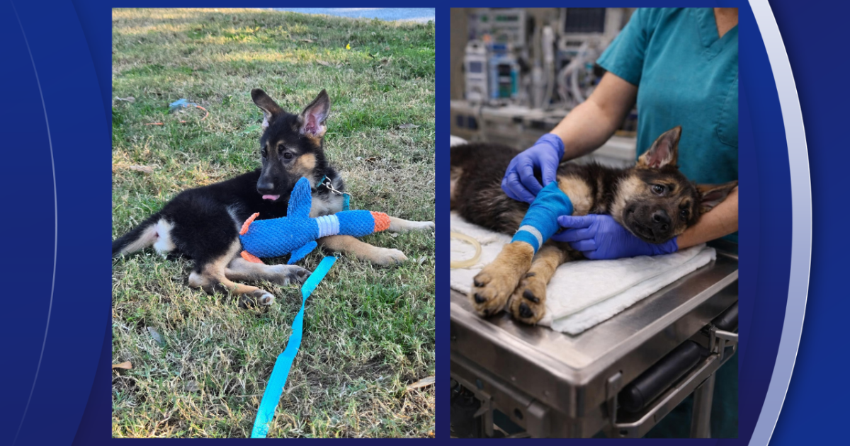 Couple says scammers used AI photo of their missing dog to steal money