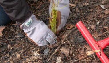 Florida State Parks Foundation celebrates raising $500K for tree restoration
