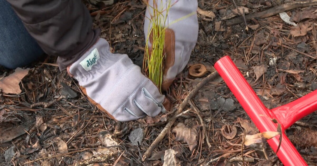 Florida State Parks Foundation celebrates raising $500K for tree restoration