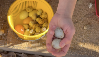 Agriculture program at Woodville School expanding following student success